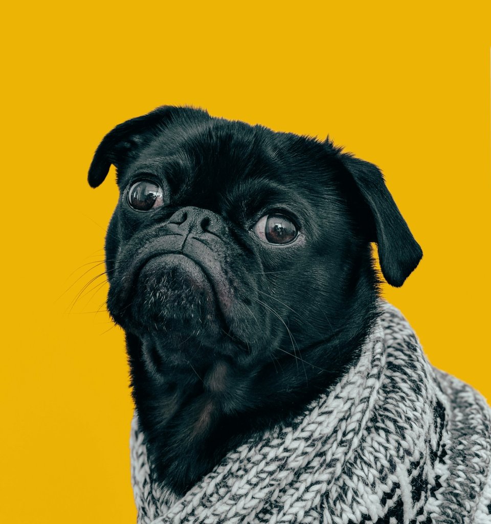 A black pug wearing a cozy knit sweater, looking up with wide eyes